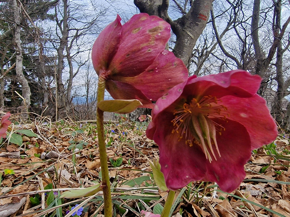 Slivnica, 22. 3. 2026