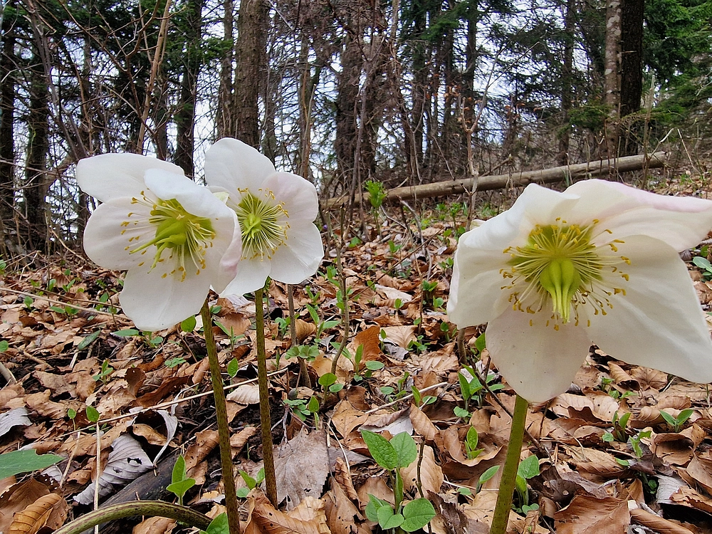 Slivnica, 22. 3. 2026