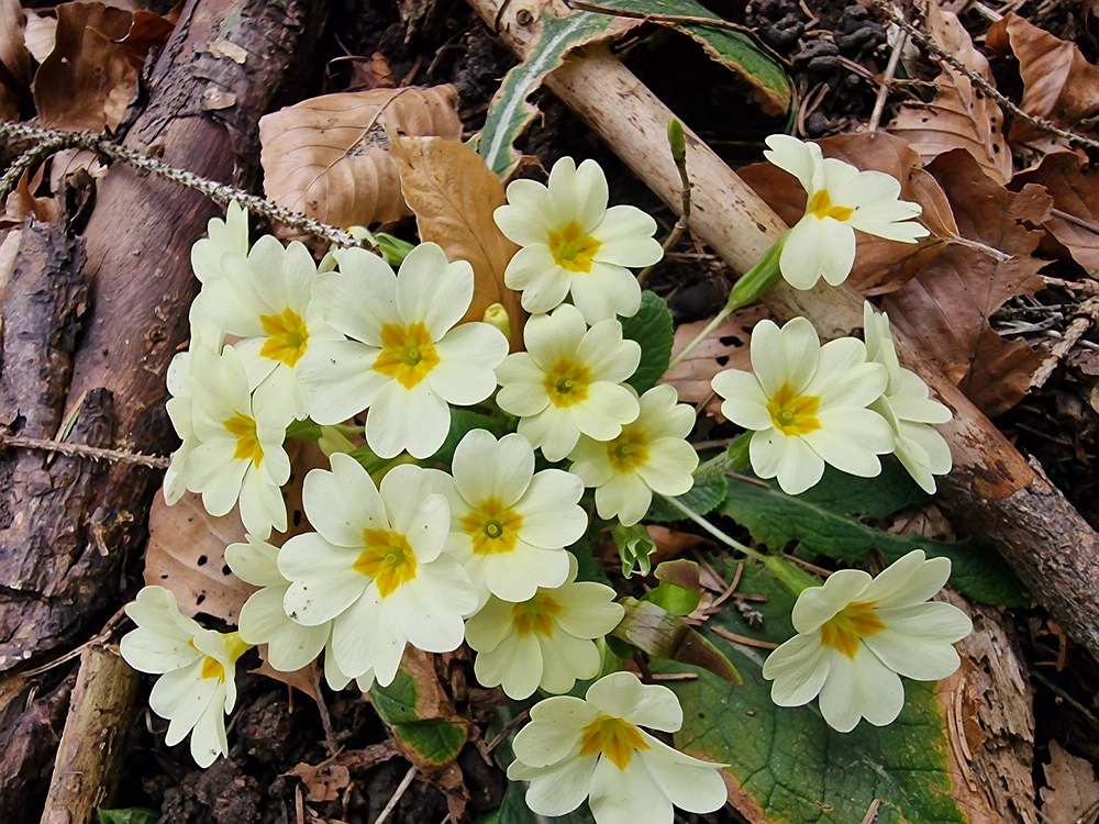 Slivnica, 22. 3. 2026