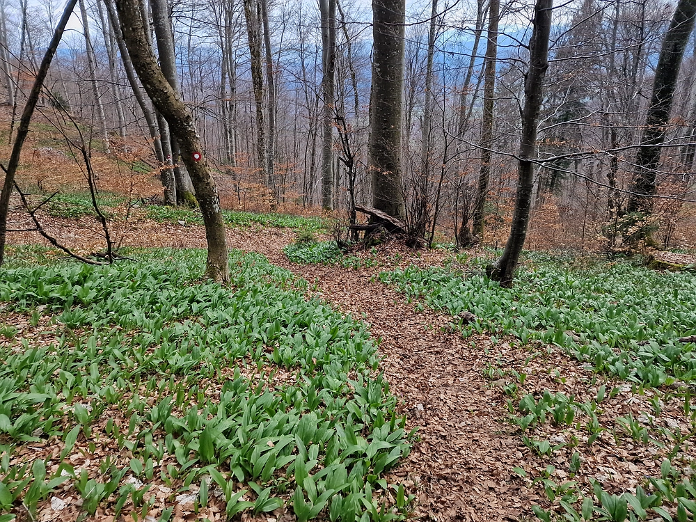 Slivnica, 22. 3. 2026
