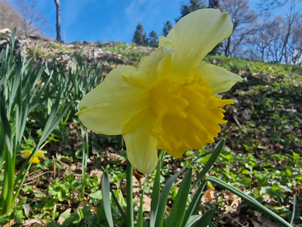 Suhi vrh (Nanos), 4. 4. 2026