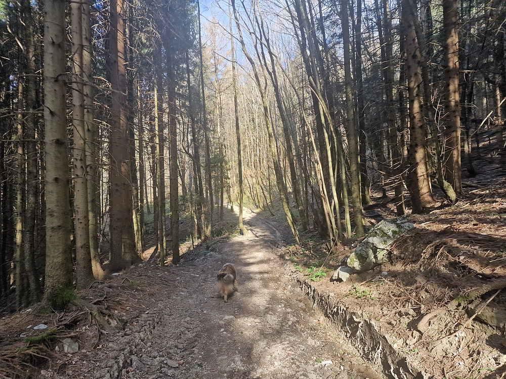 Suhi vrh (Nanos), 4. 4. 2026