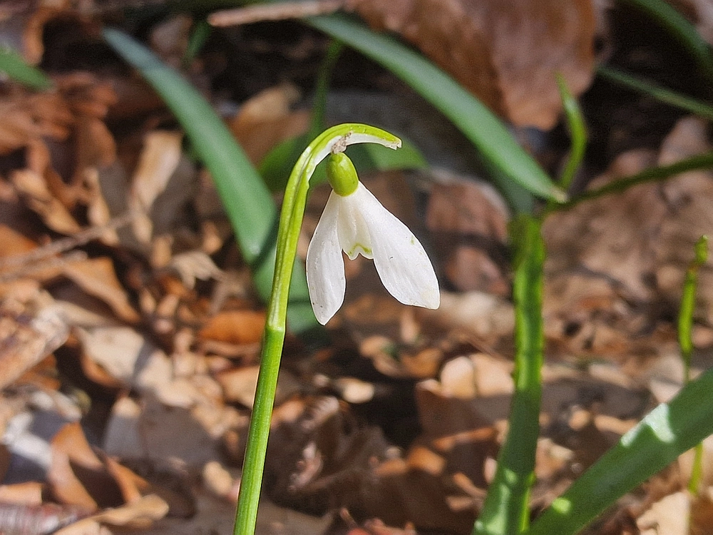 Suhi vrh (Nanos), 4. 4. 2026