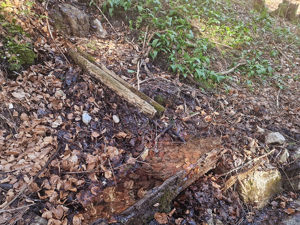 Suhi vrh (Nanos), 4. 4. 2026