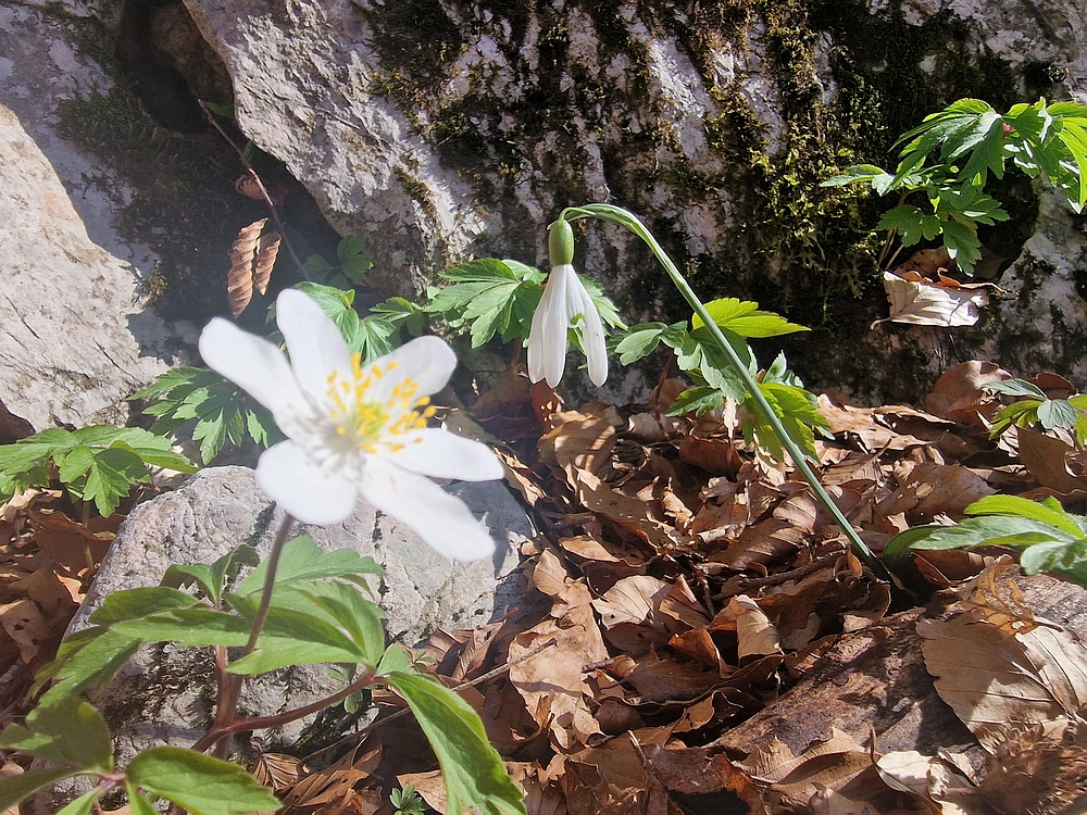 Suhi vrh (Nanos), 4. 4. 2026