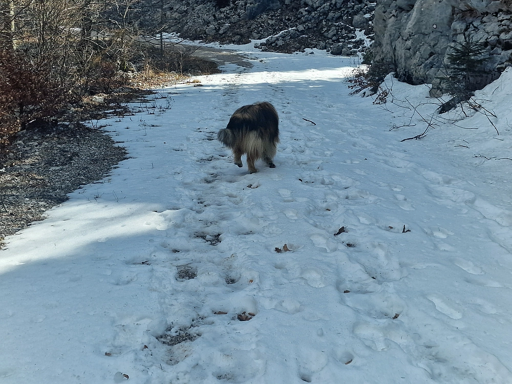 Suhi vrh (Nanos), 4. 4. 2026