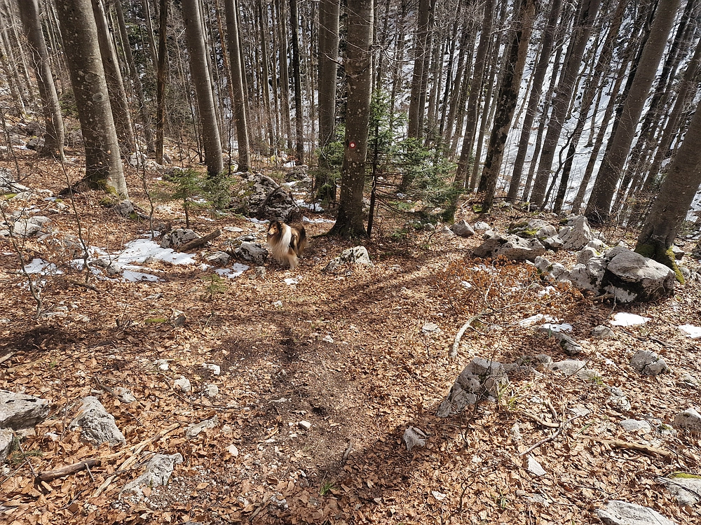 Suhi vrh (Nanos), 4. 4. 2026