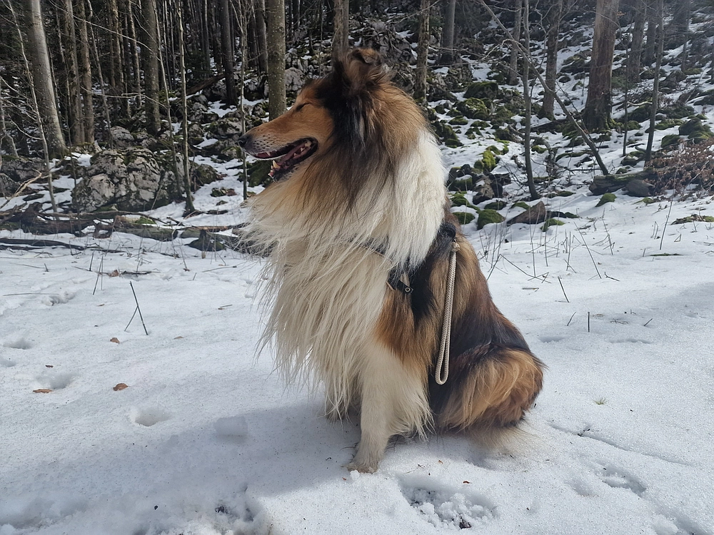 Suhi vrh (Nanos), 4. 4. 2026