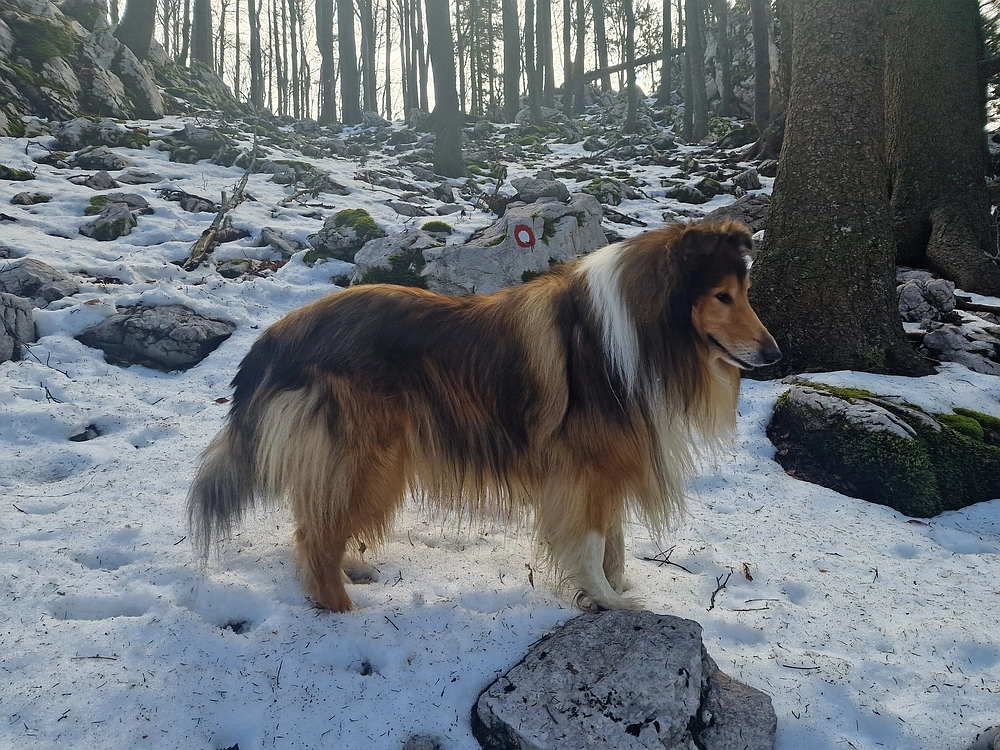 Suhi vrh (Nanos), 4. 4. 2026