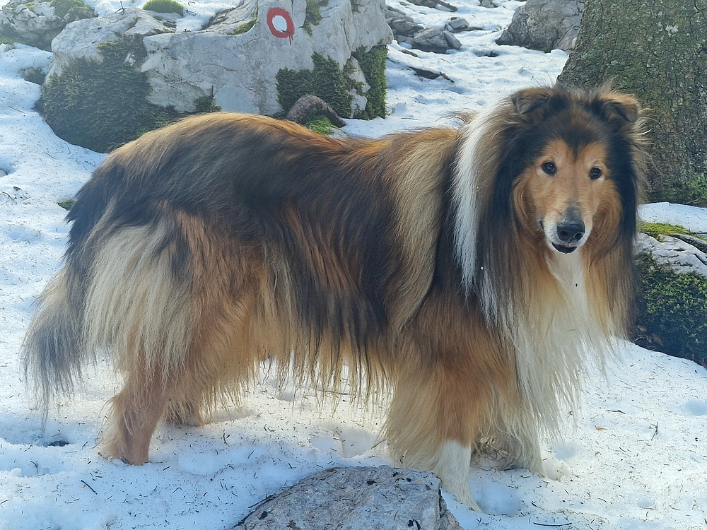 Suhi vrh (Nanos), 4. 4. 2026