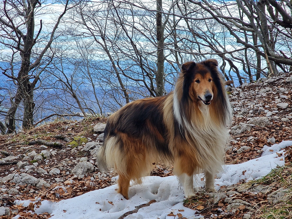 Suhi vrh (Nanos), 4. 4. 2026