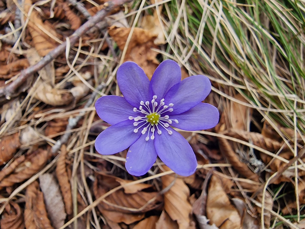 Suhi vrh (Nanos), 4. 4. 2026