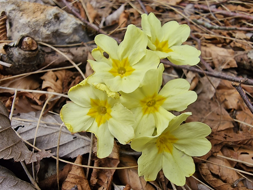 Suhi vrh (Nanos), 4. 4. 2026