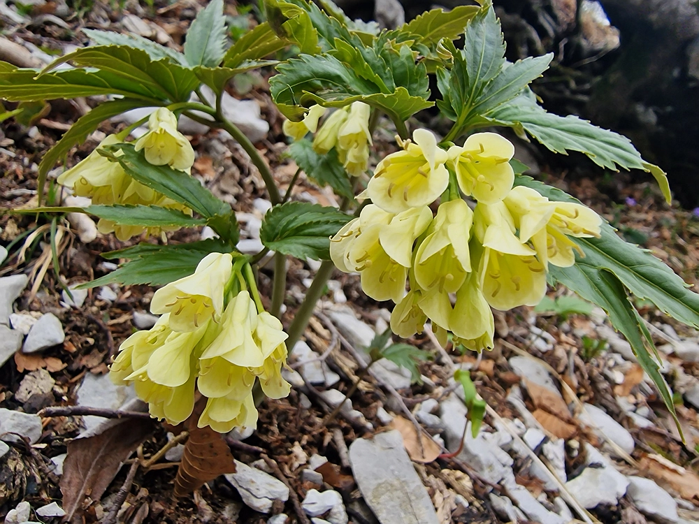 Suhi vrh (Nanos), 4. 4. 2026