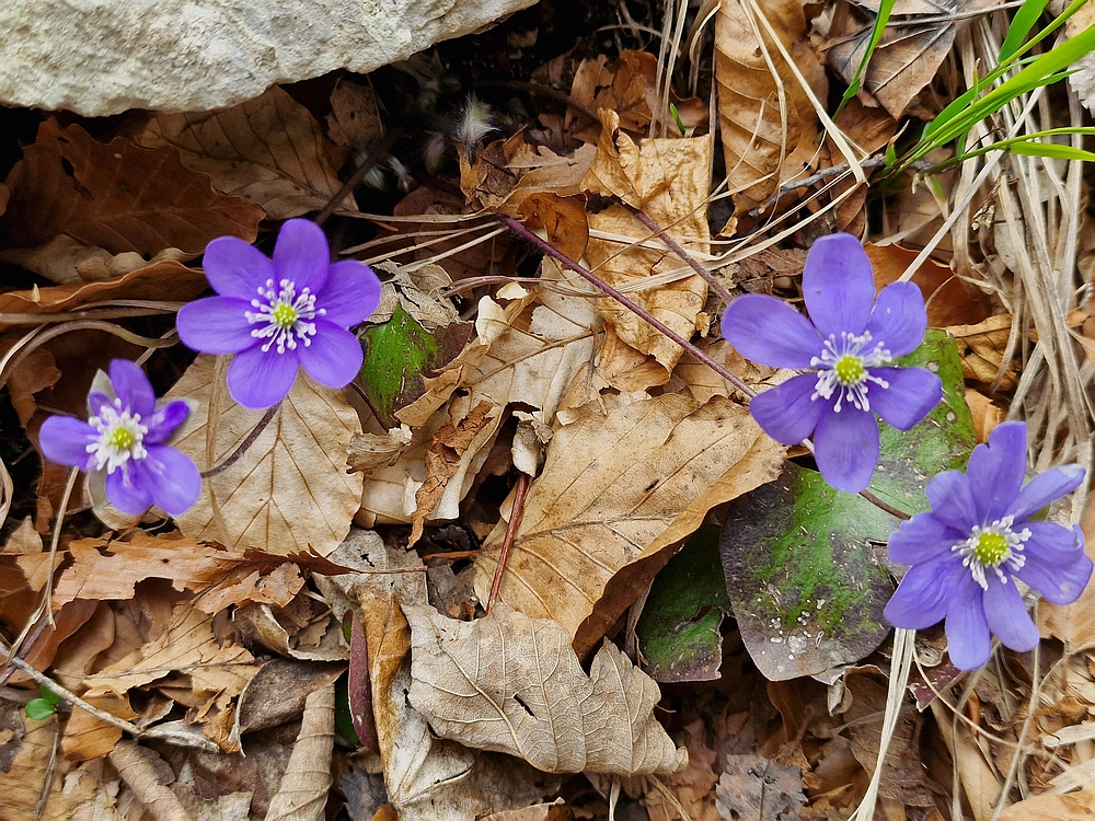 Suhi vrh (Nanos), 4. 4. 2026