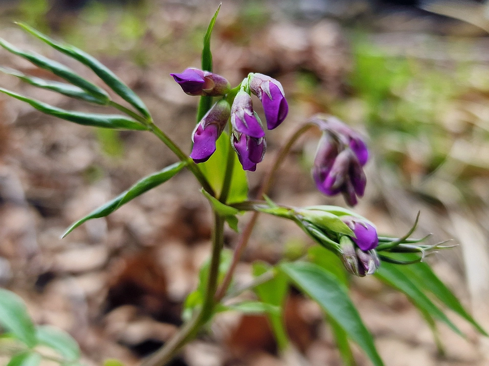 Suhi vrh (Nanos), 4. 4. 2026