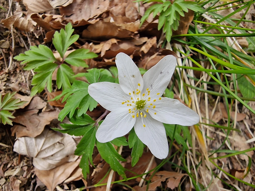 Suhi vrh (Nanos), 4. 4. 2026