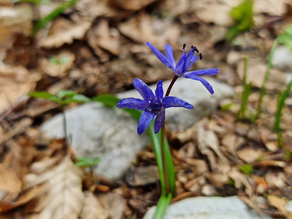 Suhi vrh (Nanos), 4. 4. 2026