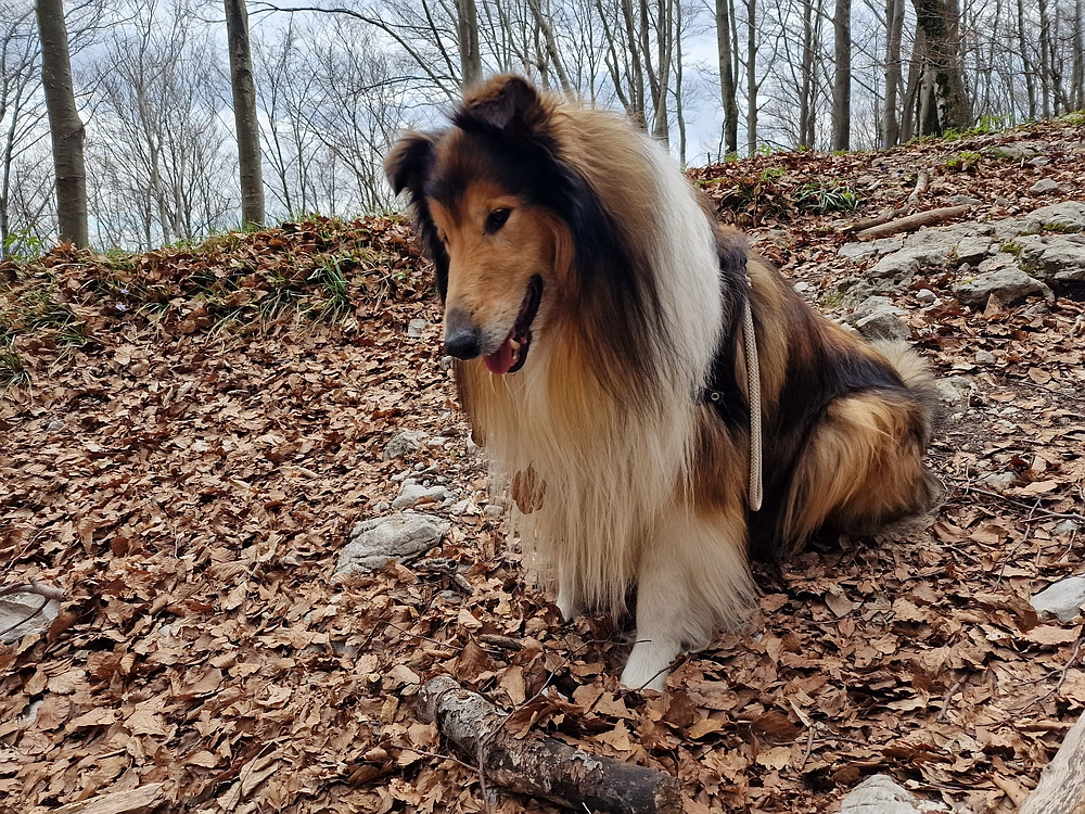 Suhi vrh (Nanos), 4. 4. 2026