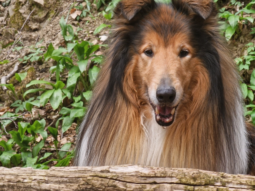 Suhi vrh (Nanos), 4. 4. 2026