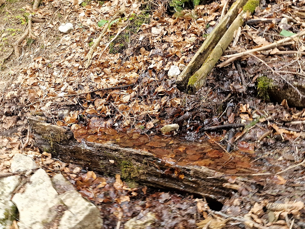 Suhi vrh (Nanos), 4. 4. 2026