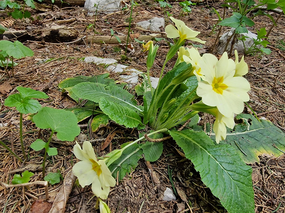 Suhi vrh (Nanos), 4. 4. 2026