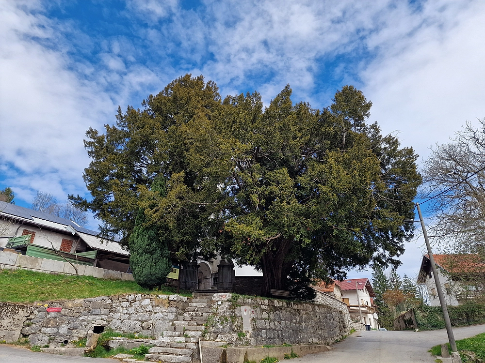 Suhi vrh (Nanos), 4. 4. 2026