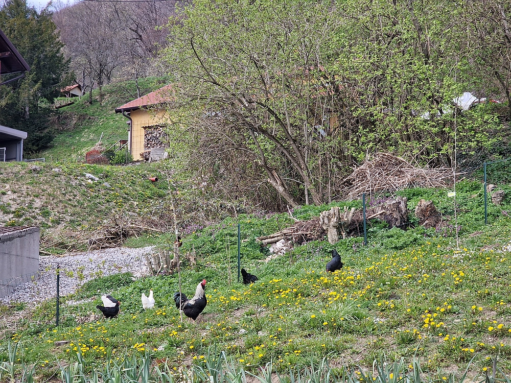 Suhi vrh (Nanos), 4. 4. 2026