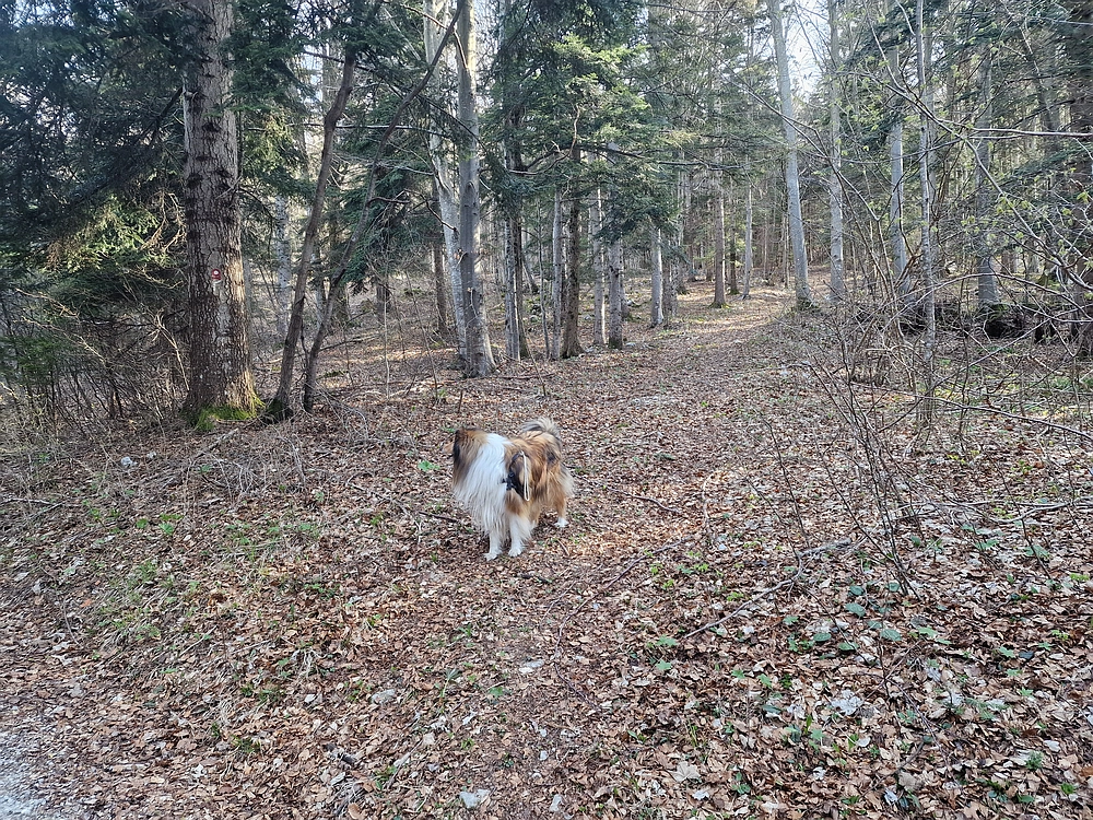 Javornik, 6. 4. 2026