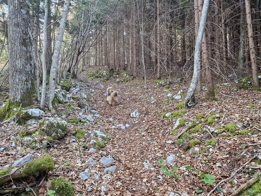 Javornik, 6. 4. 2026