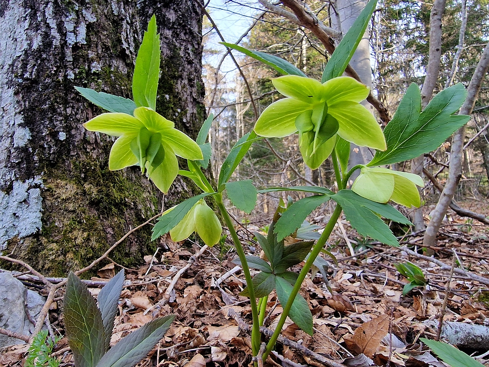 Javornik, 6. 4. 2026