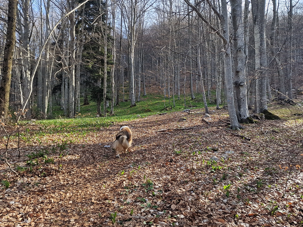 Javornik, 6. 4. 2026