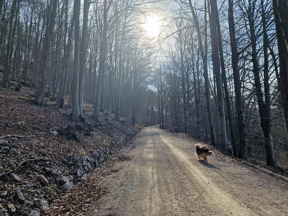 Javornik, 6. 4. 2026