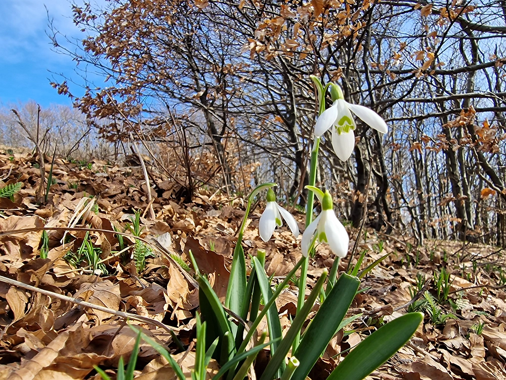 Javornik, 6. 4. 2026
