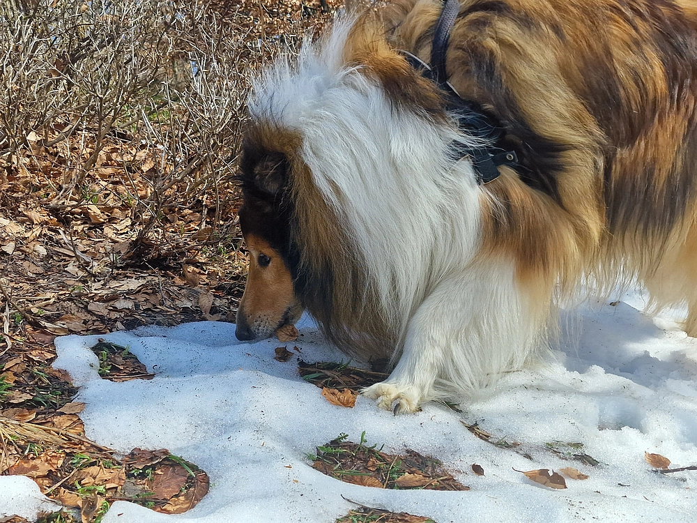 Javornik, 6. 4. 2026