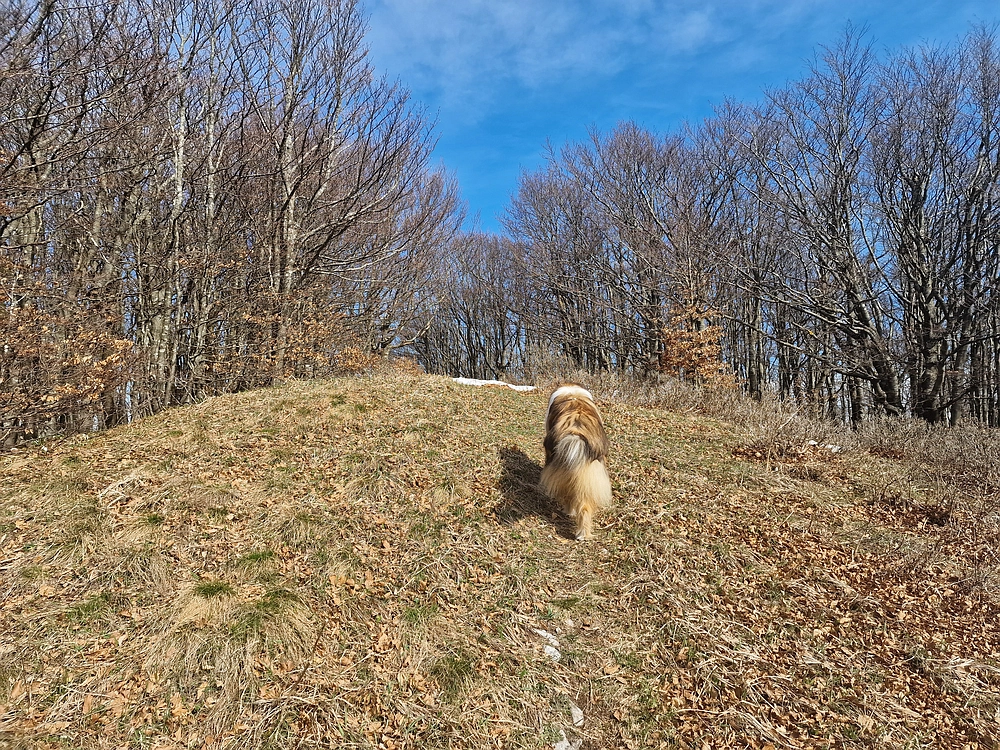 Javornik, 6. 4. 2026