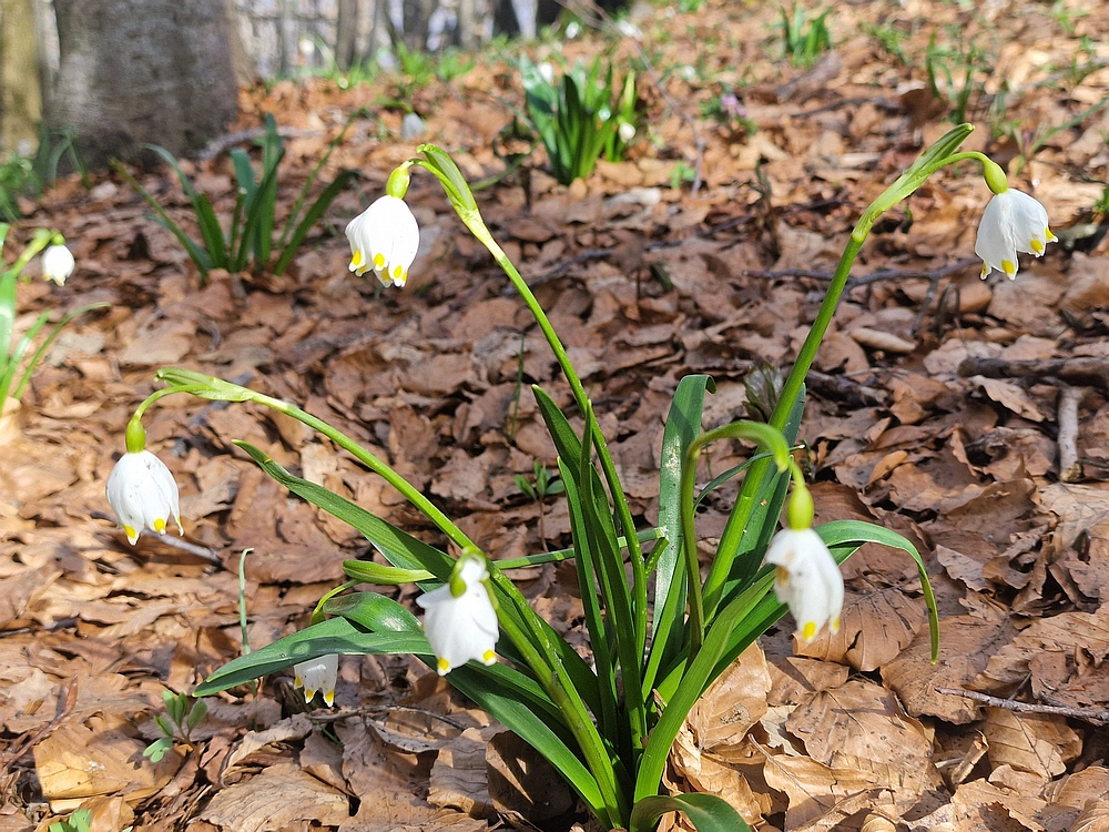 Javornik, 6. 4. 2026