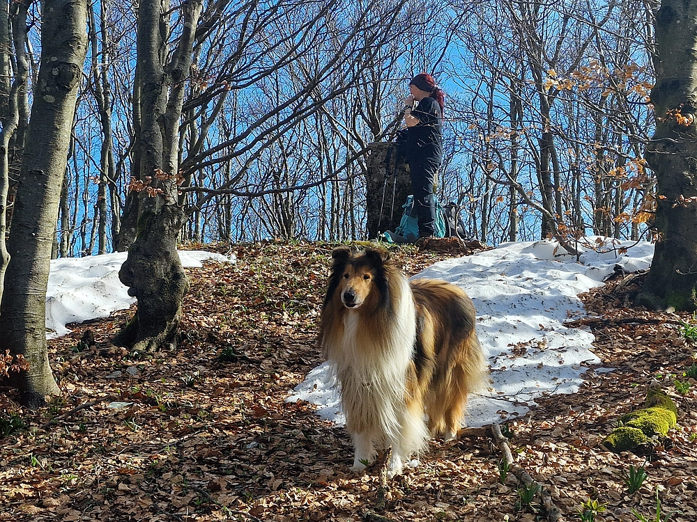 Javornik, 6. 4. 2026