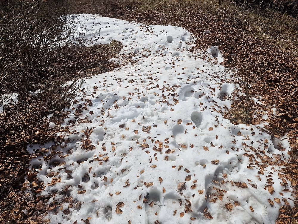 Javornik, 6. 4. 2026