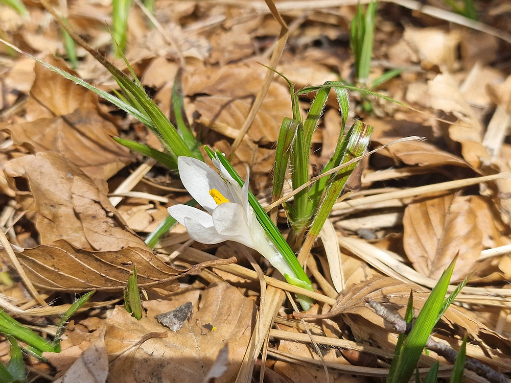 Javornik, 6. 4. 2026
