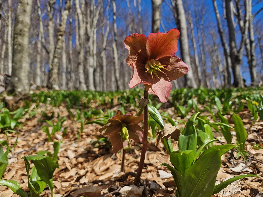 Javornik, 6. 4. 2026