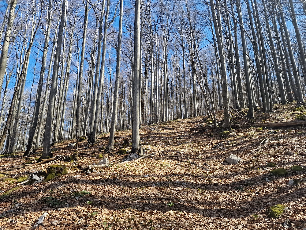 Javornik, 6. 4. 2026