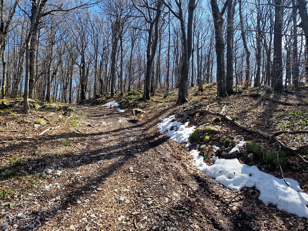 Javornik, 6. 4. 2026