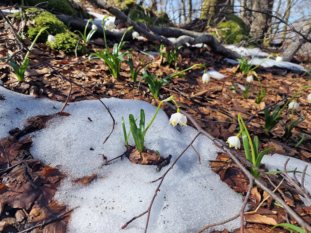 Javornik, 6. 4. 2026