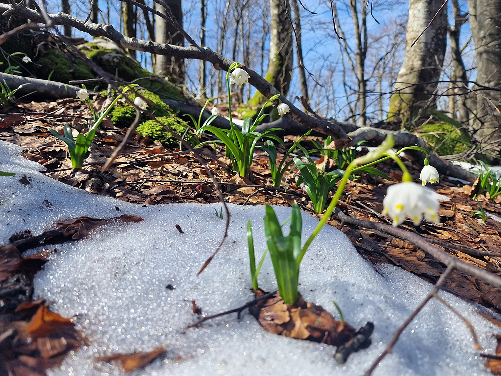Javornik, 6. 4. 2026