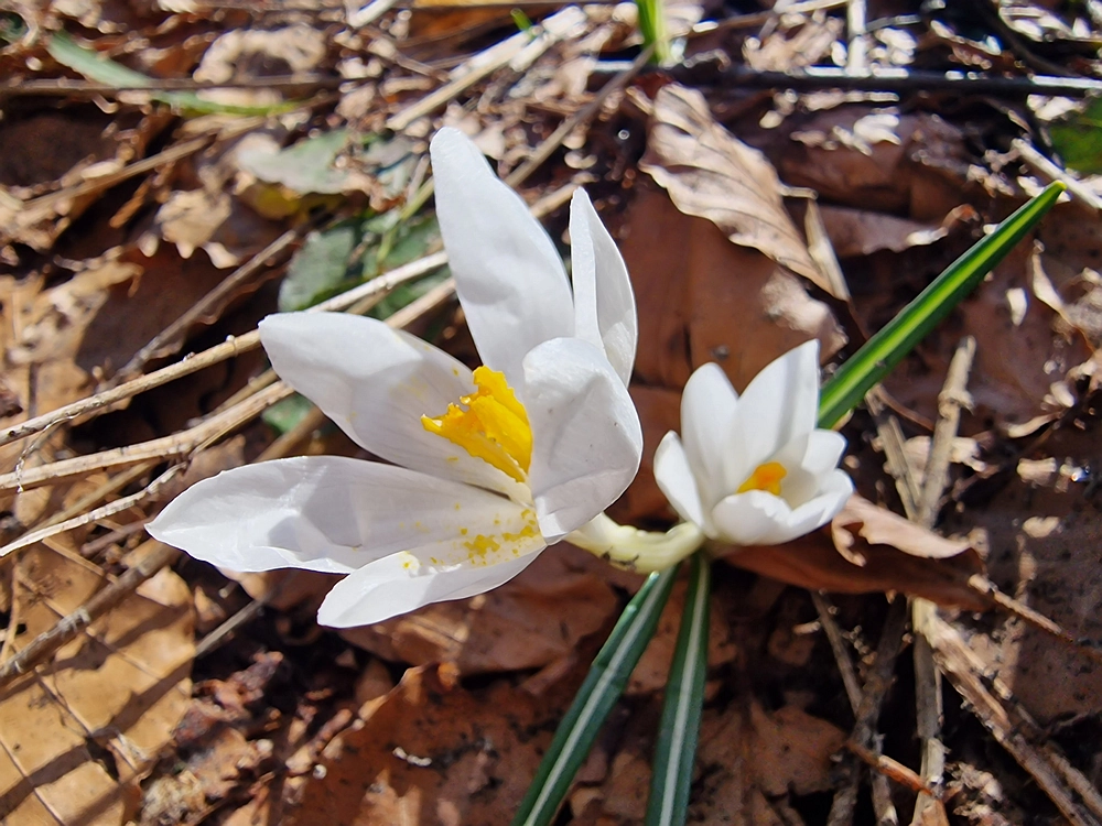 Javornik, 6. 4. 2026