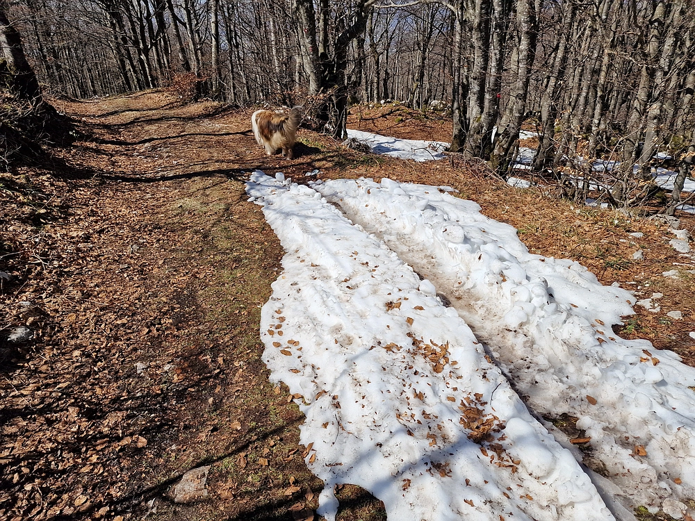 Javornik, 6. 4. 2026