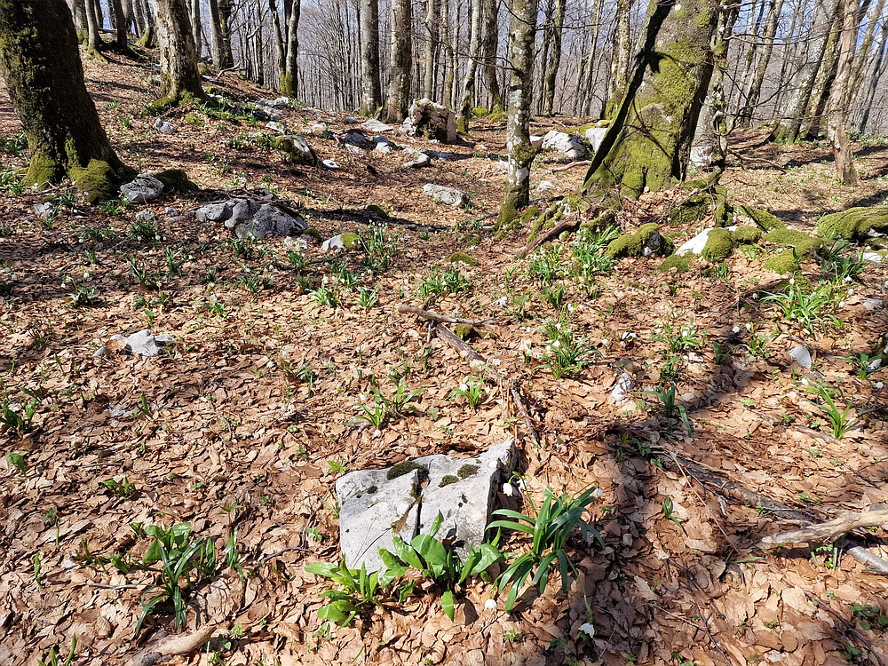 Javornik, 6. 4. 2026