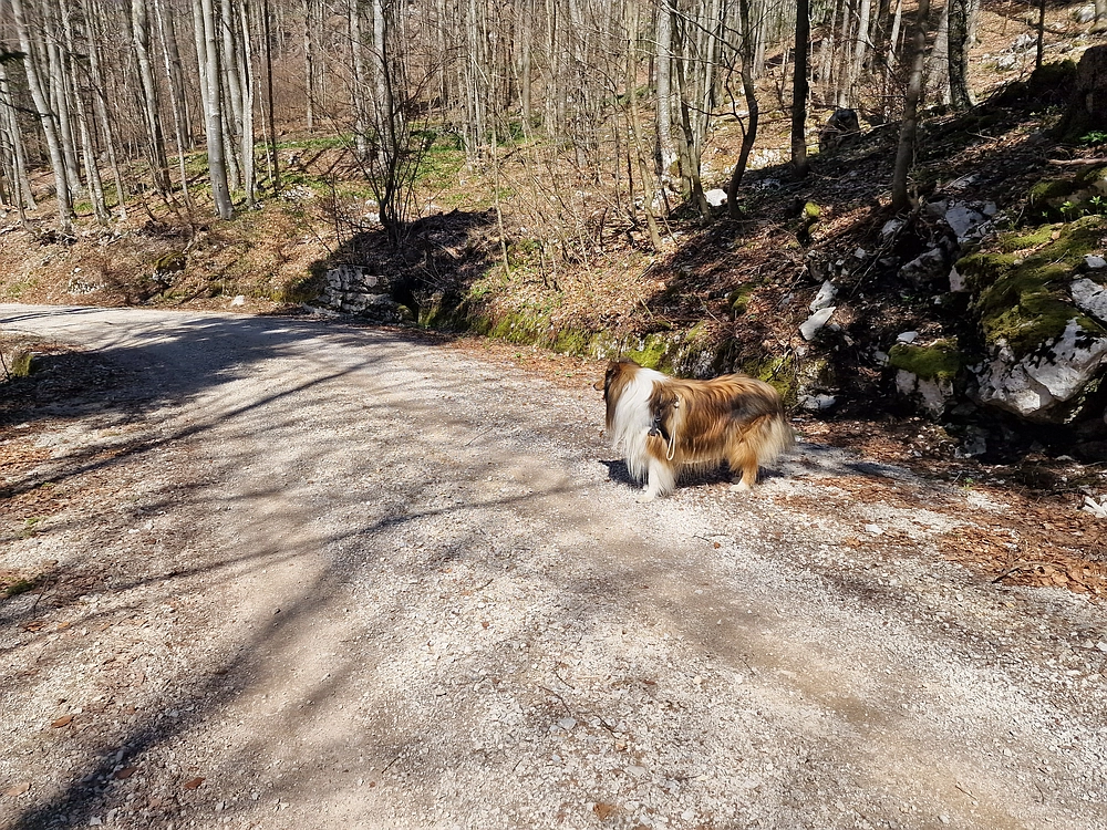 Javornik, 6. 4. 2026