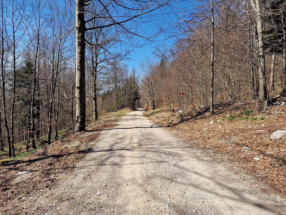 Javornik, 6. 4. 2026